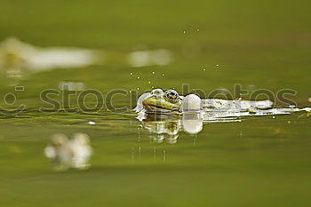 Similar – Alhambra Green Calm Water