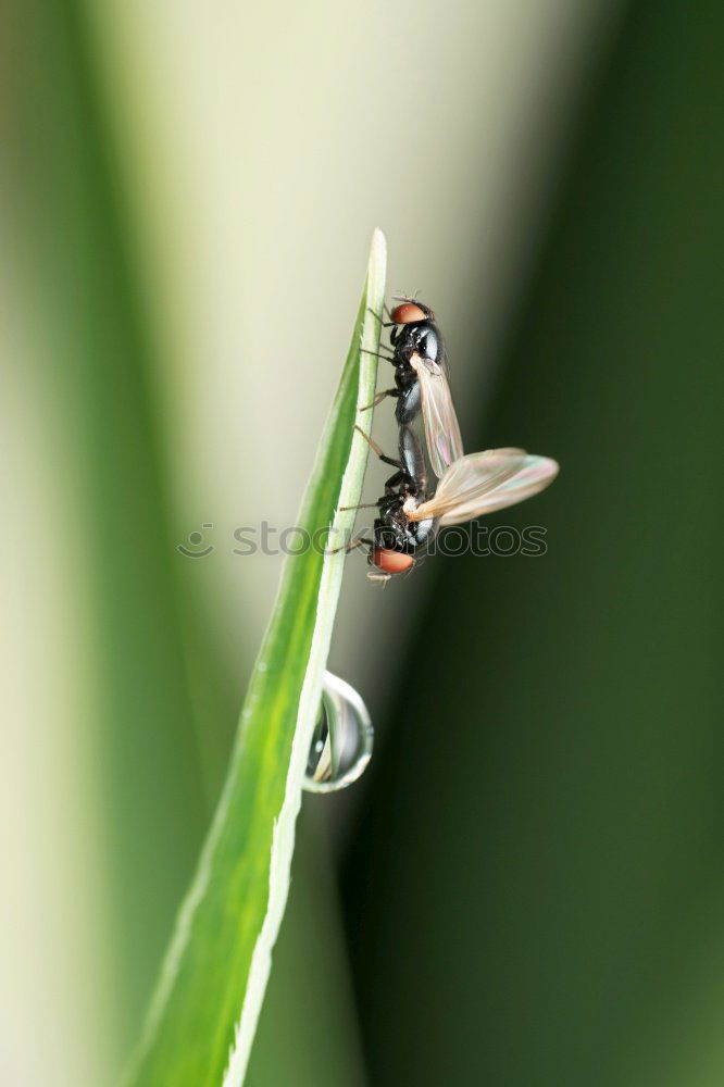 Similar – Image, Stock Photo Fly swatter and gossip