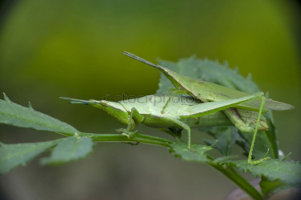 Similar – Chafer on Leaf Environment