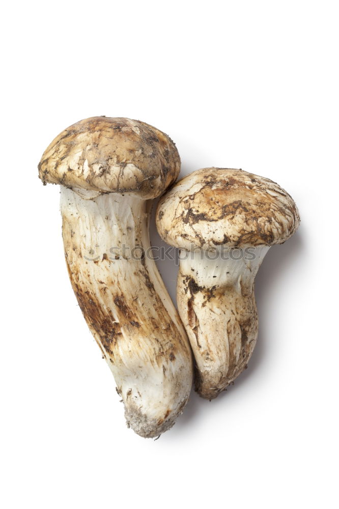 Similar – Fresh porcini mushrooms from the forest