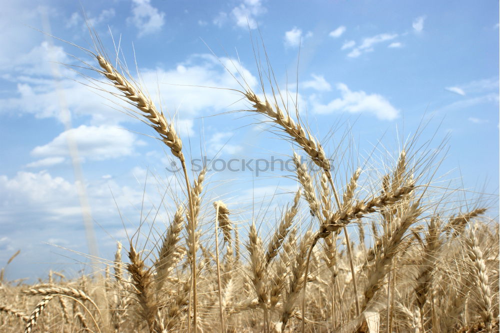 Similar – Image, Stock Photo rye facing Nature