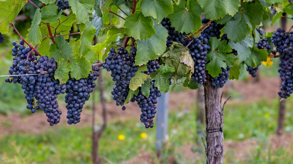 Similar – Foto Bild Weinbau Weintrauben