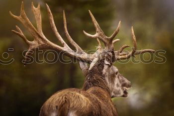 Similar – deer Animal Farm animal