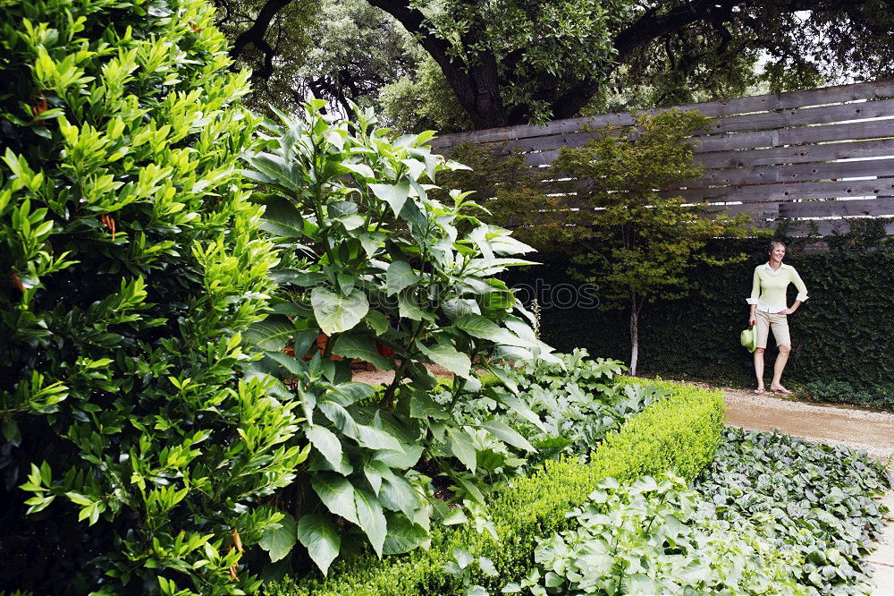 Similar – Image, Stock Photo Wild Wine Romance Backyard