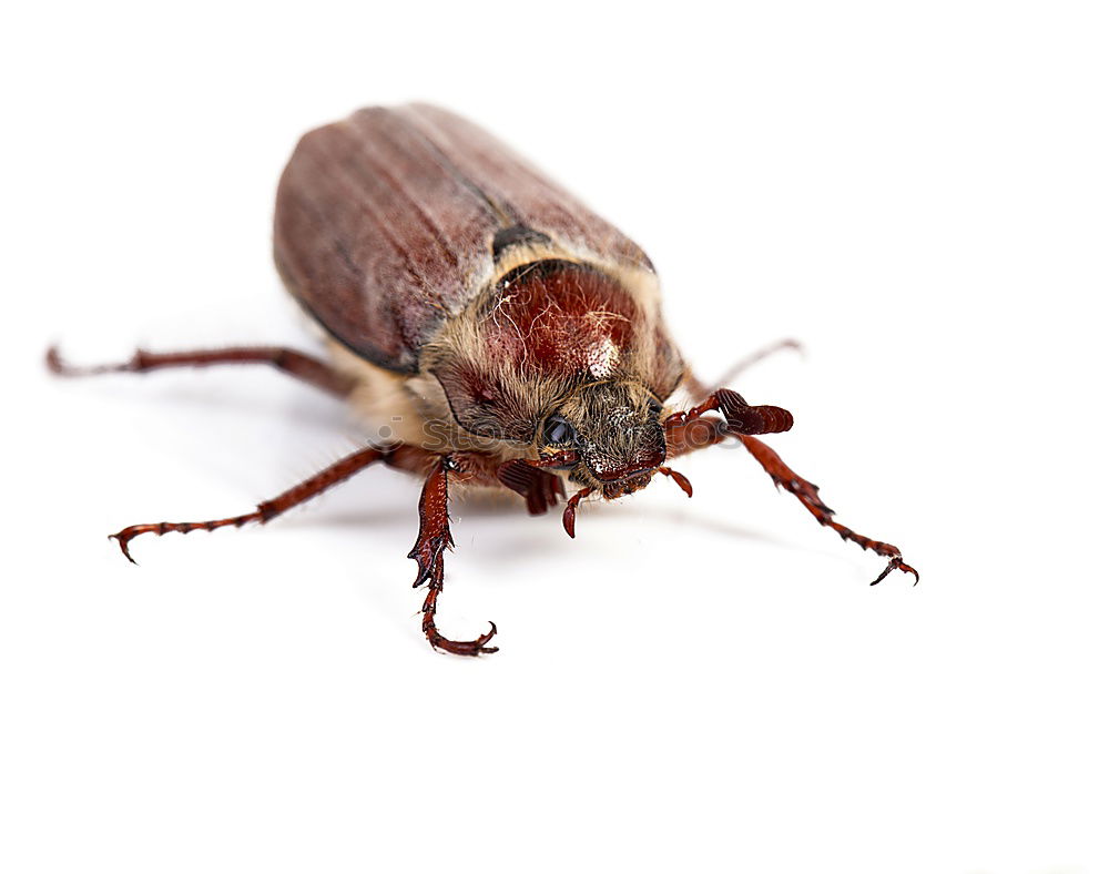 Similar – cockroach