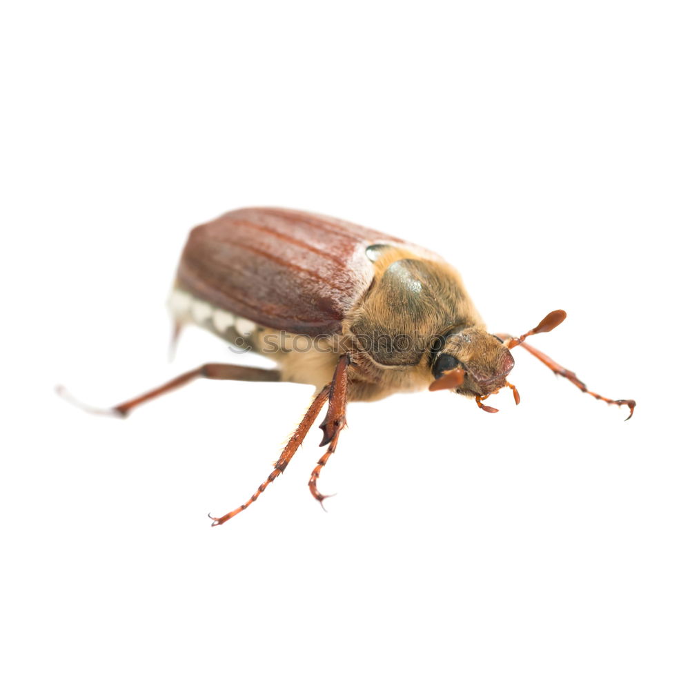 Similar – Image, Stock Photo cockchafer Nature Animal