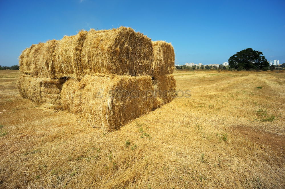 Similar – Goldener Herbst Landschaft