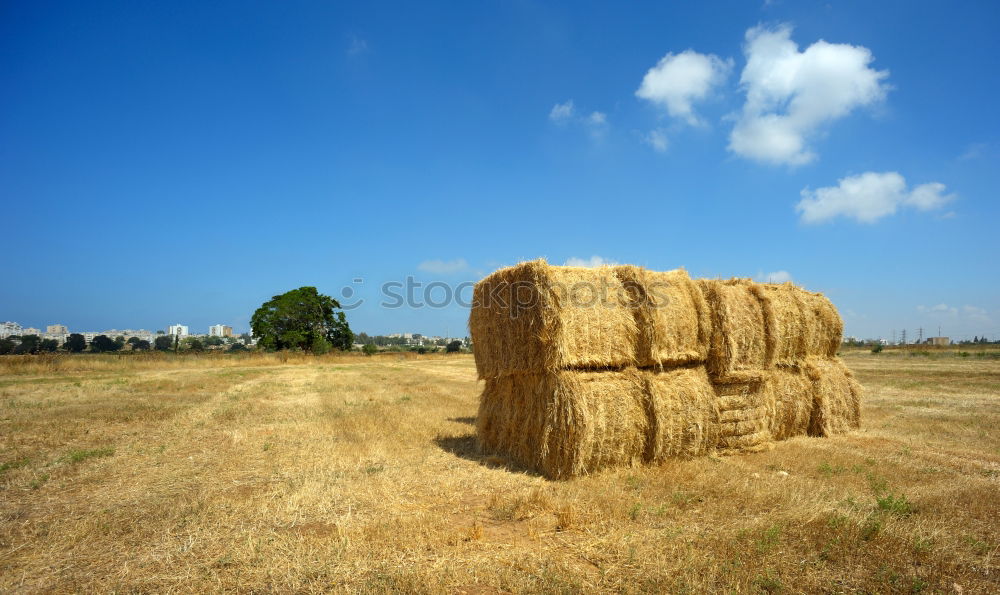 Similar – Image, Stock Photo harvest time Field Straw