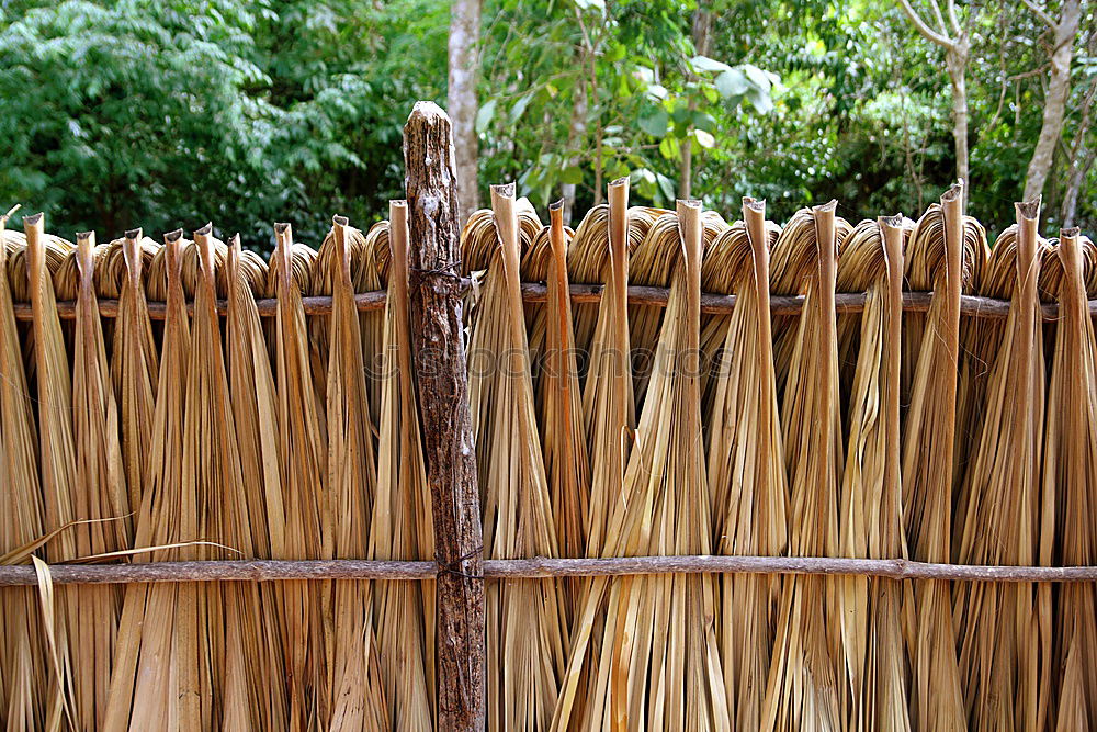 Similar – Image, Stock Photo Straw again Rügen Riet