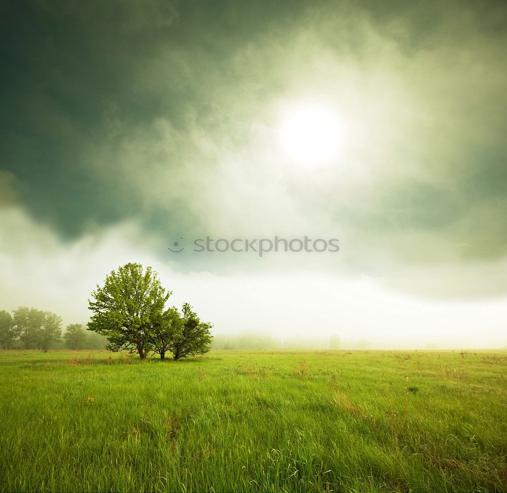 Similar – Image, Stock Photo rainbow and tree shadow on green meadow