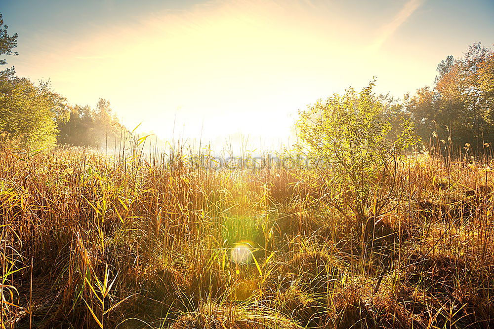 Similar – Image, Stock Photo raised bog Nature