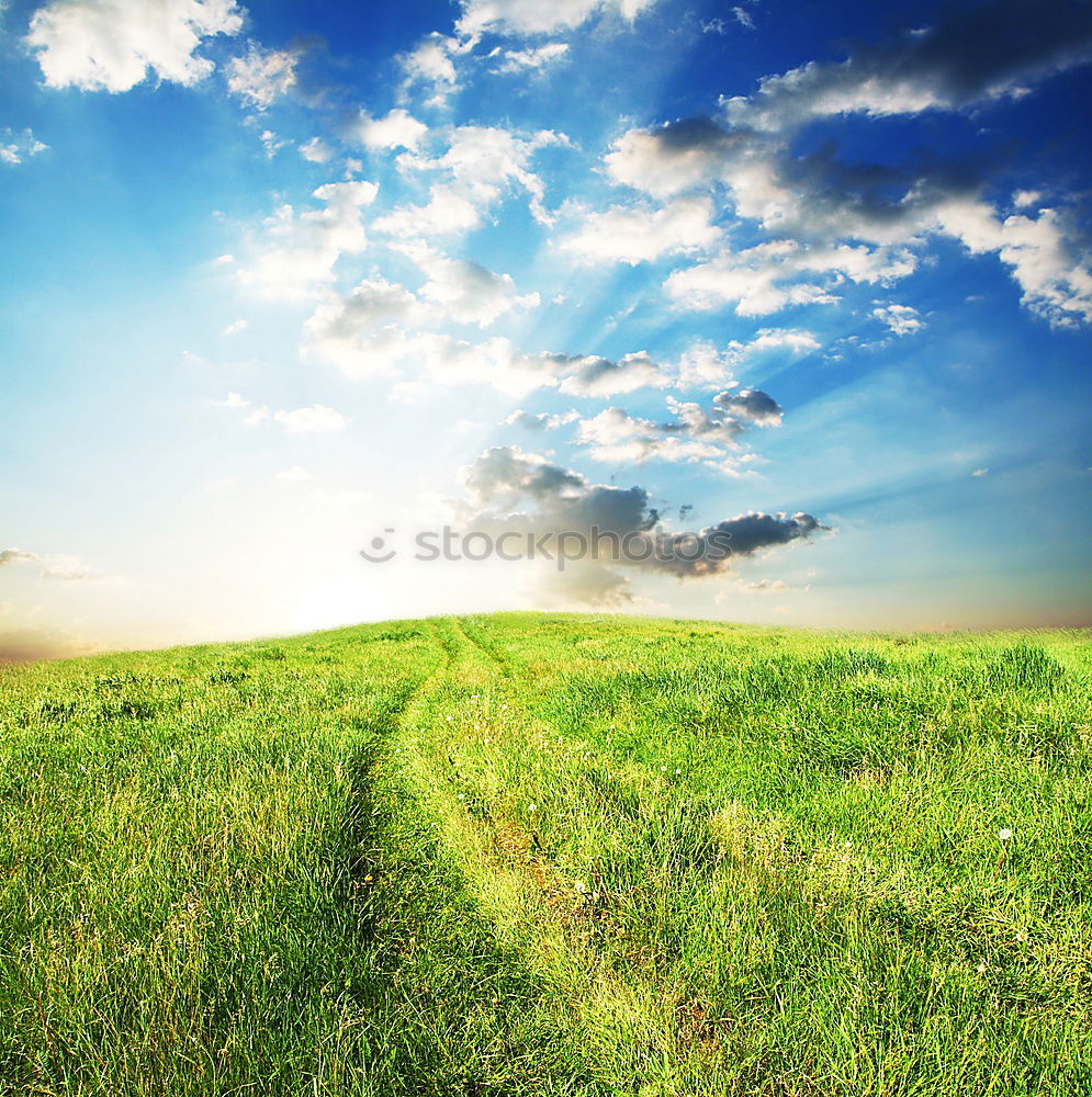 Similar – Image, Stock Photo Way between rapeseed fields and blue sky