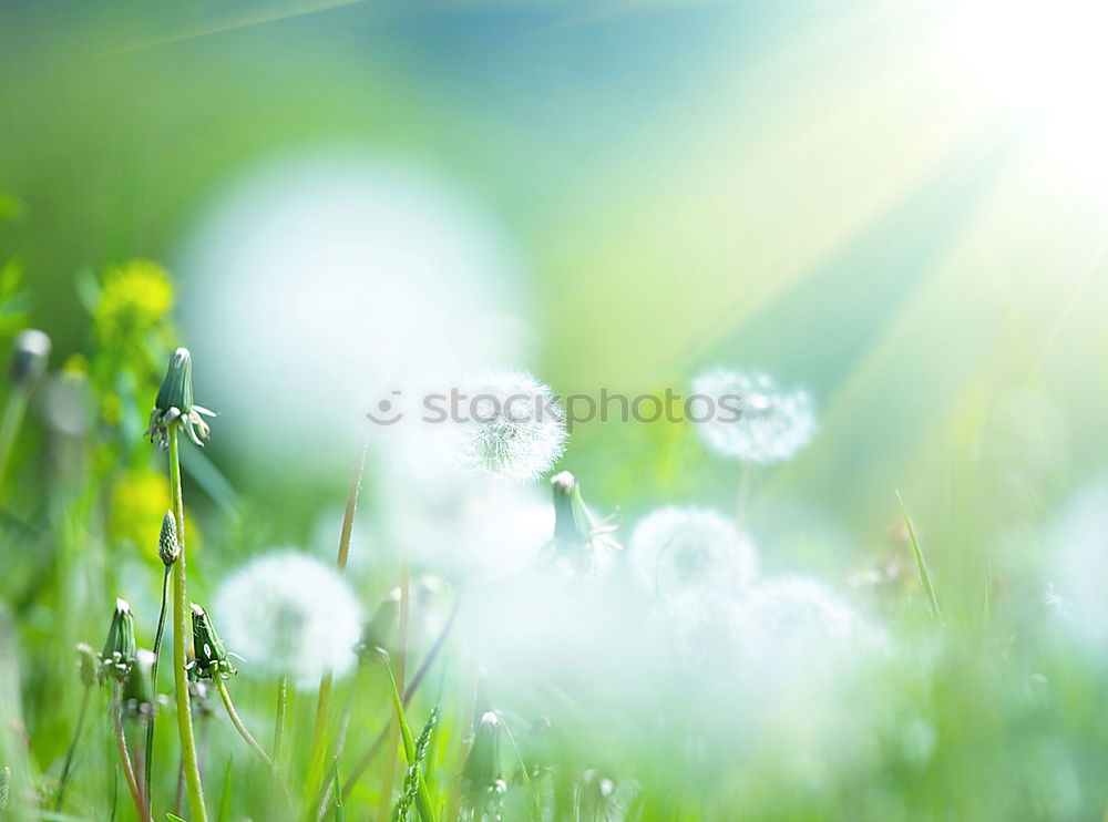 Similar – saydi Gänseblümchen Blume