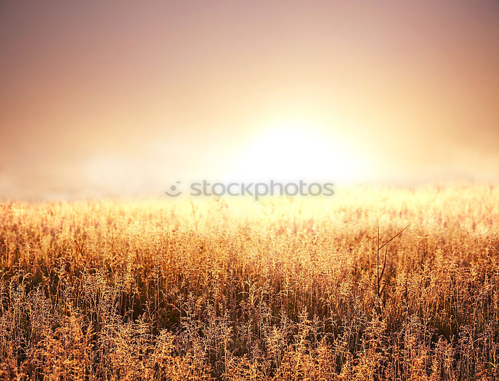 Similar – Straw bales in the sunrise