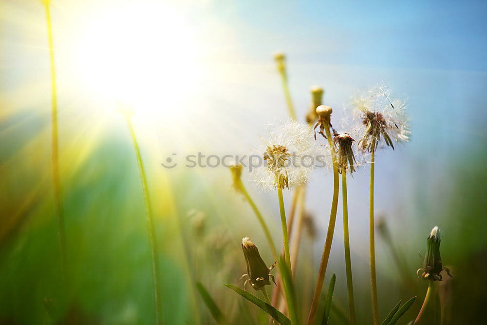 Similar – Image, Stock Photo the other day in the flower meadow