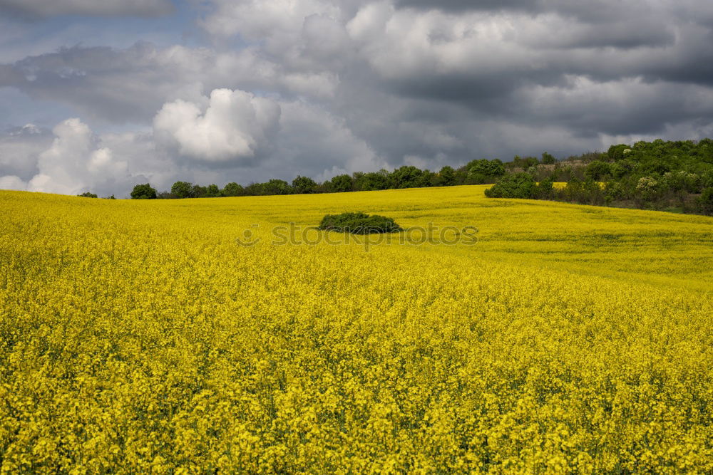 Similar – yellow submarine Nature