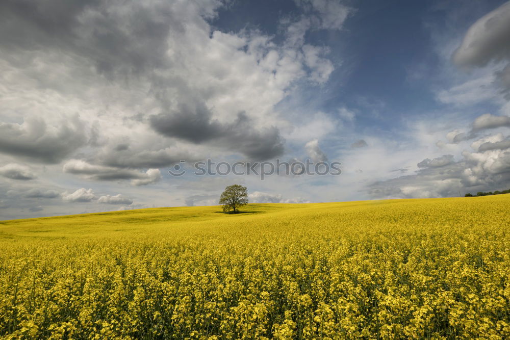 Similar – yellow submarine Nature