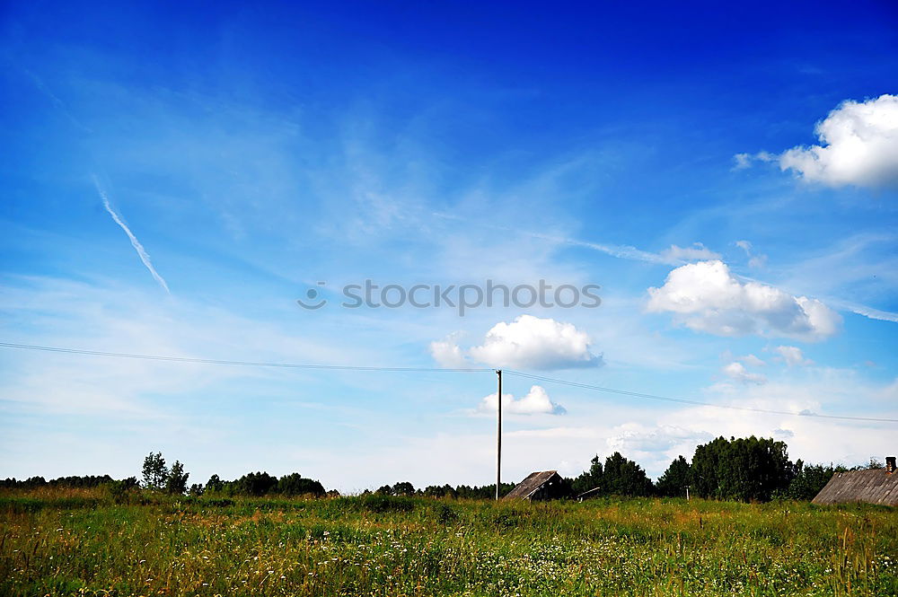 blumenwiese Blume