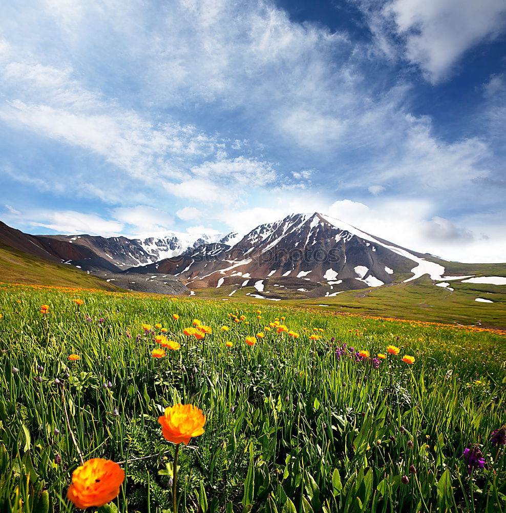 Similar – Frühling in der Höhe