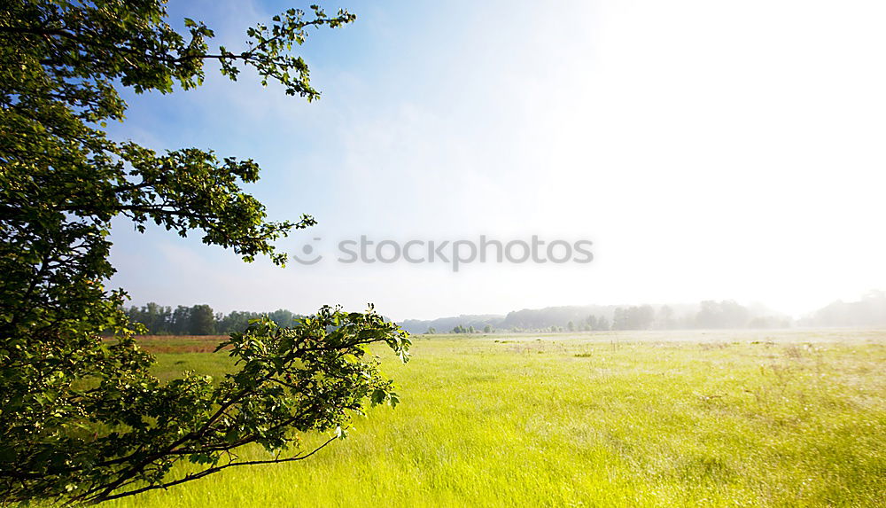 Similar – morning of fog Autumn Fog