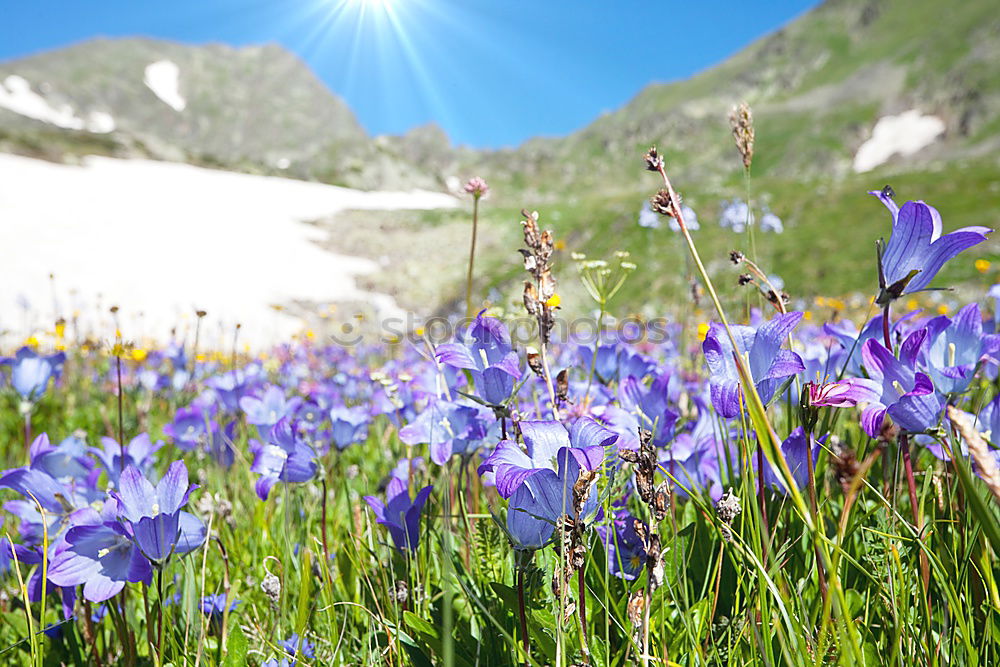 Similar – Crocus blooms in the foreground, behind it a mountain range