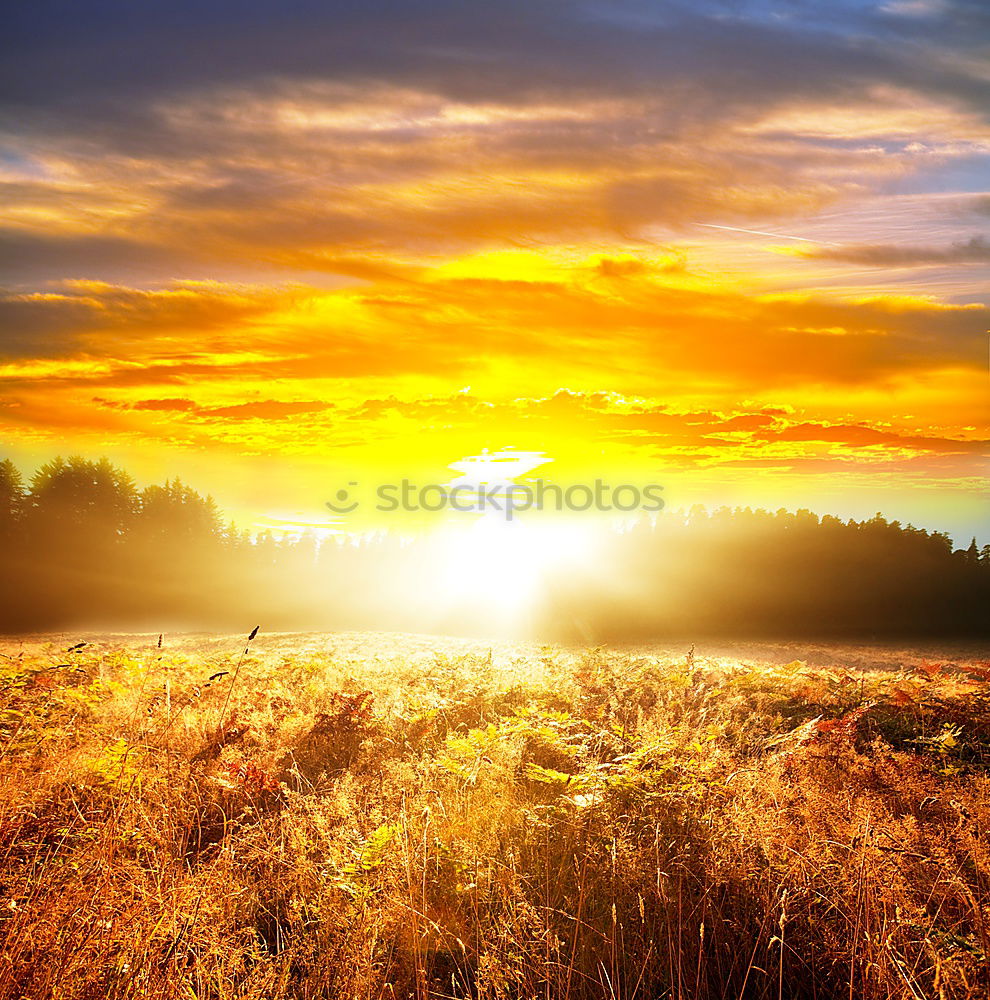 Similar – Image, Stock Photo towards the sun… I