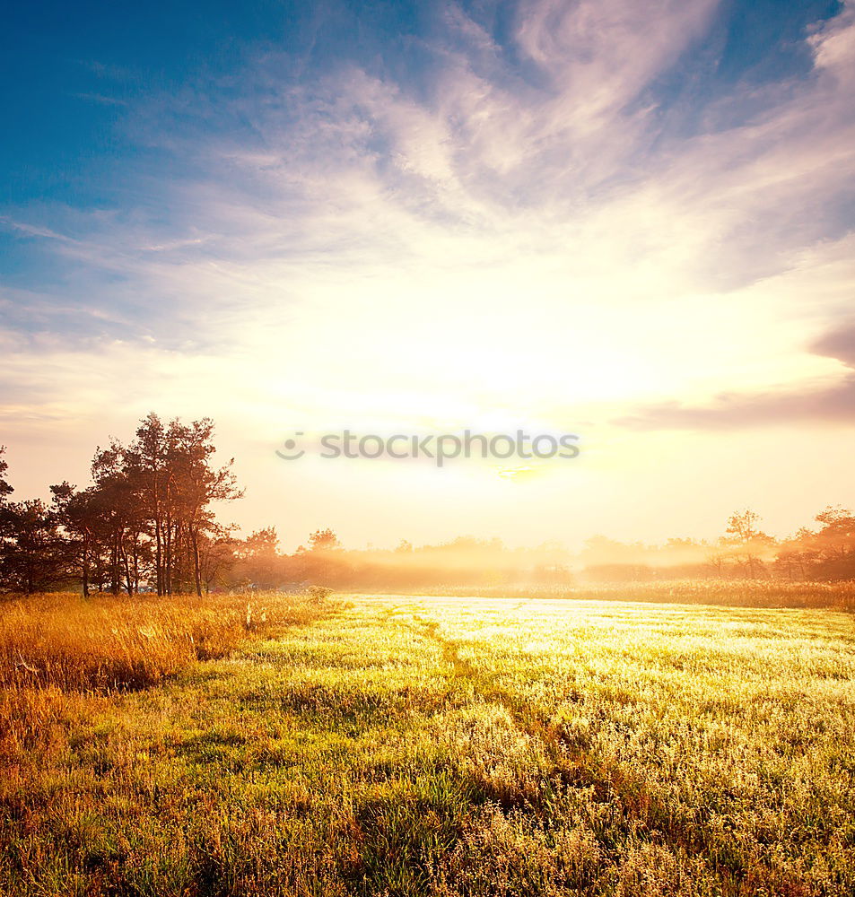 Similar – Foto Bild Nordseelauschen Gras Küste