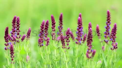 Similar – Image, Stock Photo meadow Meadow Red Grass