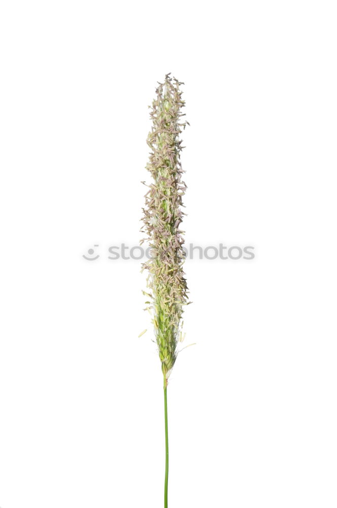 Similar – Allium isolated on white background