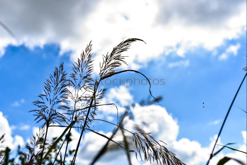 Similar – Sciluf (2) Grass Plant