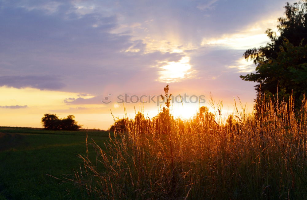 Similar – Foto Bild Frühlingskraft Feld Gras