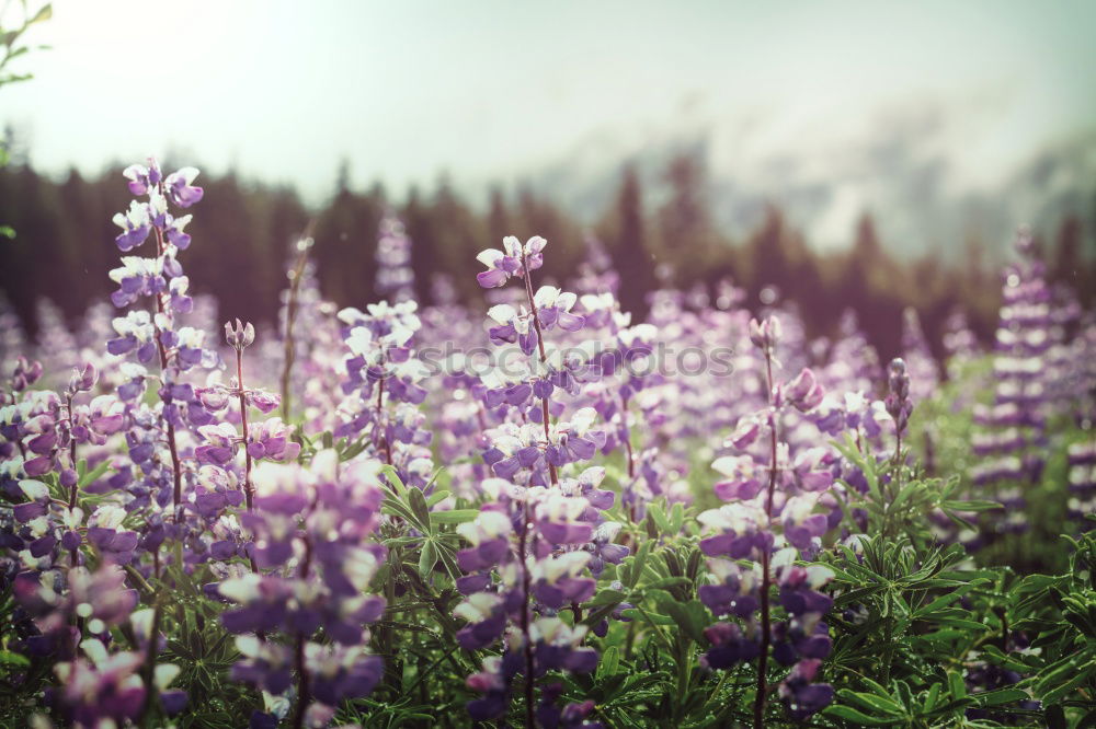 Similar – Image, Stock Photo Lupinen Overdose (Iceland)