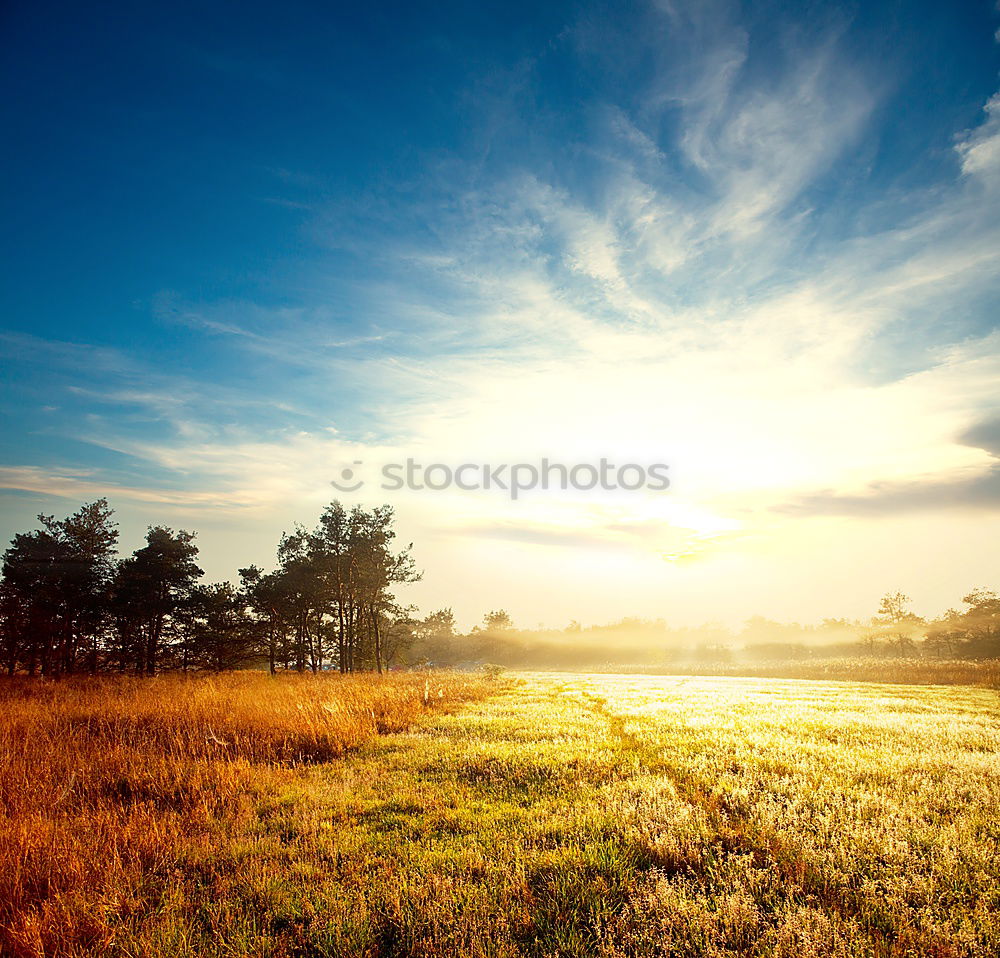 Similar – Image, Stock Photo prickly flowers in the golden sun