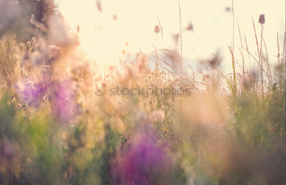 Similar – Image, Stock Photo poppy … uh cornflower