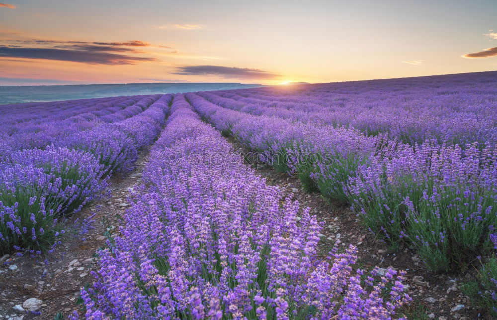 Similar – sunset at lavender field