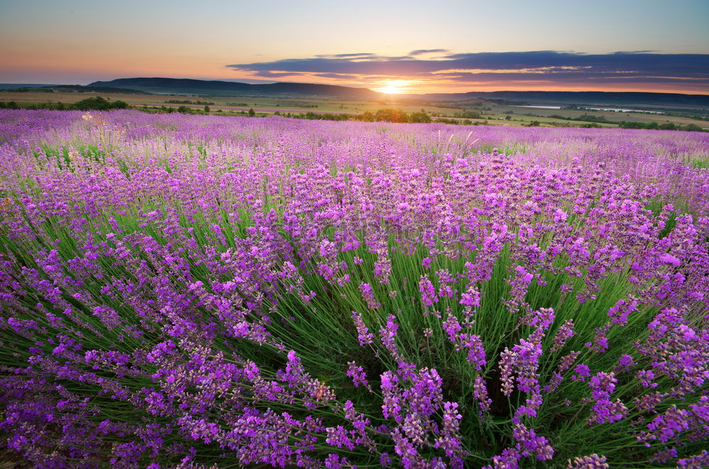 Similar – Image, Stock Photo lavender Herbs and spices