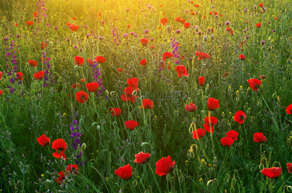 Similar – Wiesenzappler rot Härchen