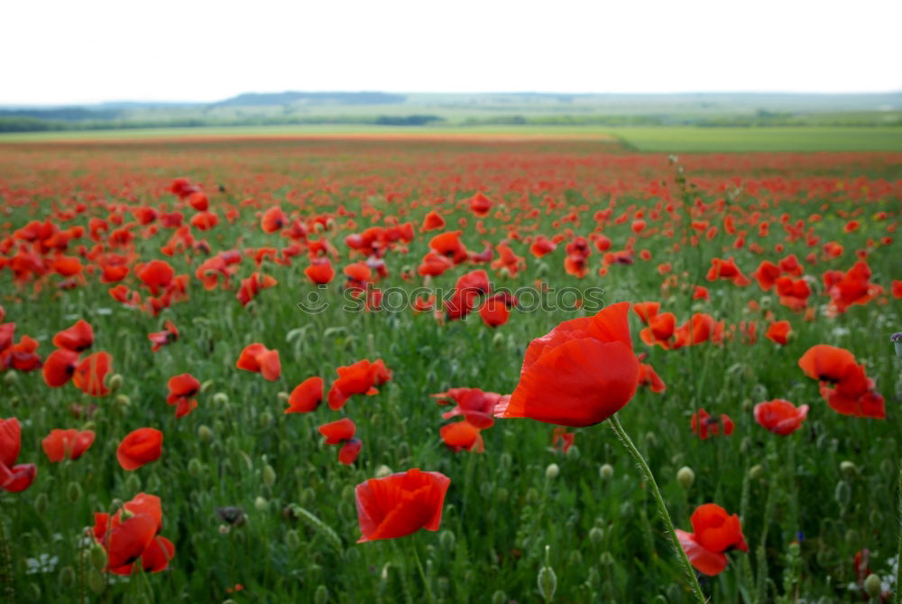 red spots in the landscape