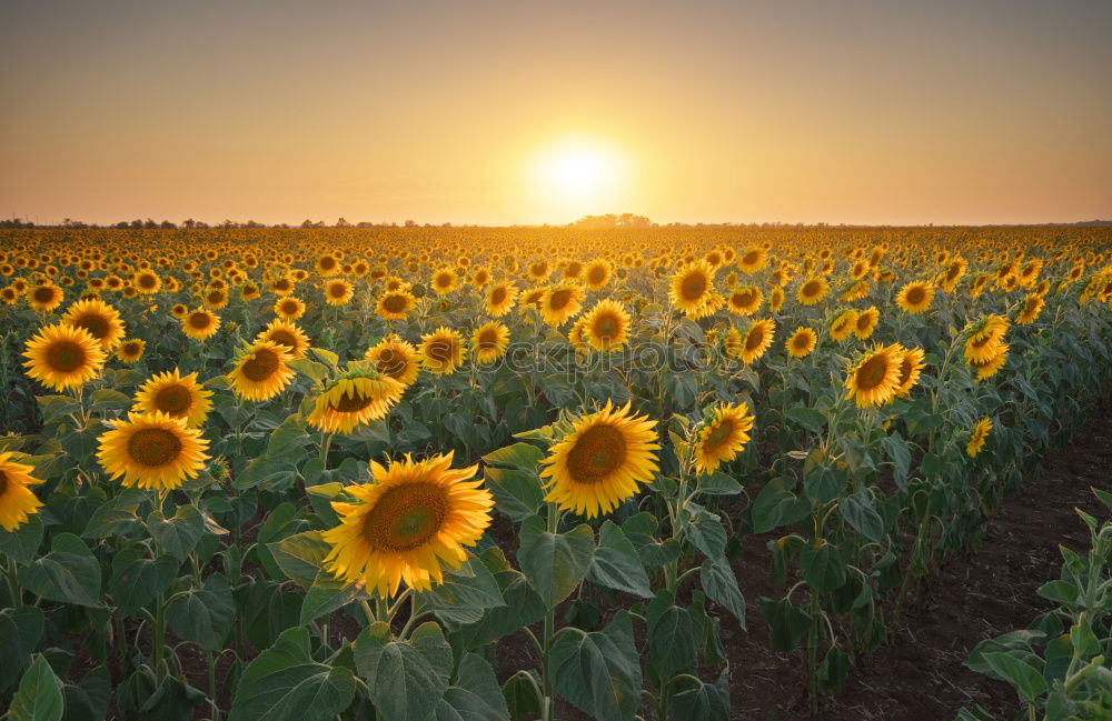 Similar – Sundown in the sunflower field