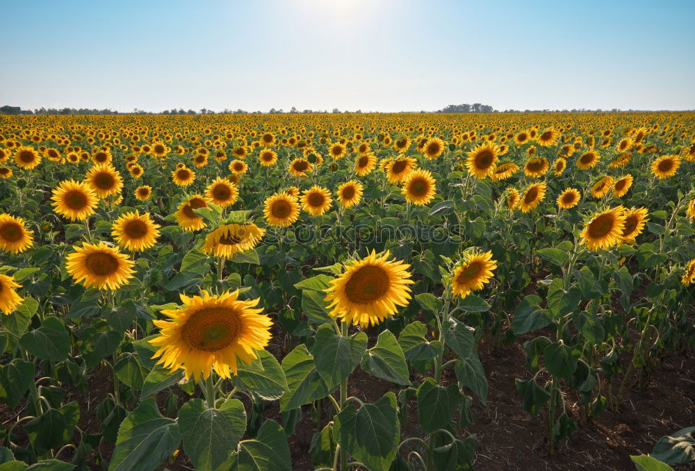 Sundown in the sunflower field