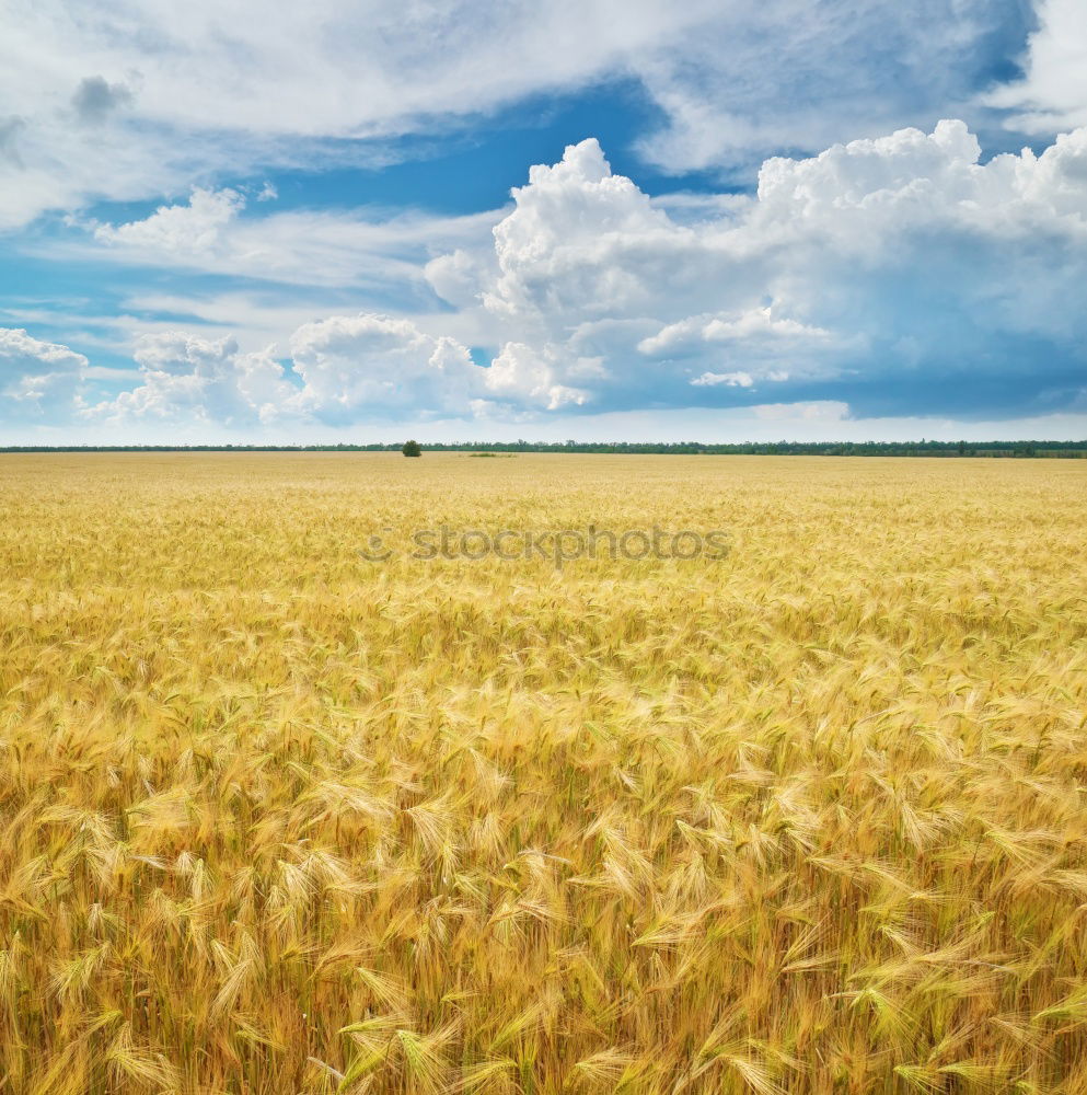 Similar – corntwister Tornado Field