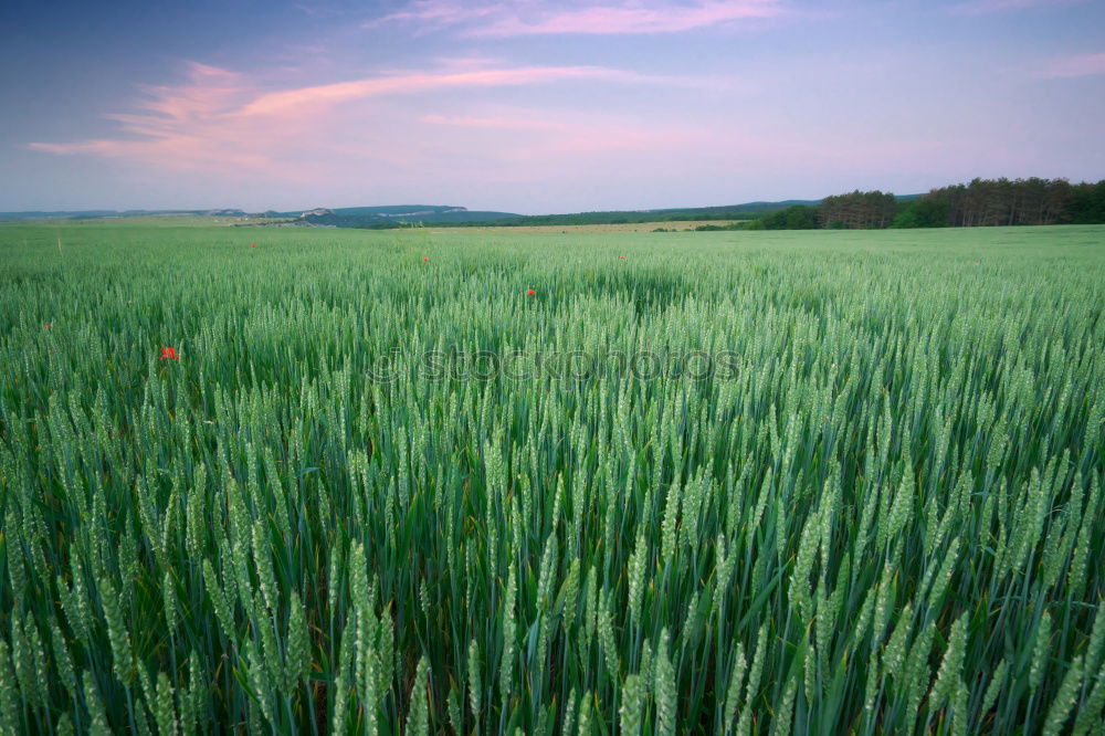 Similar – ll llll Plant Bushes Field