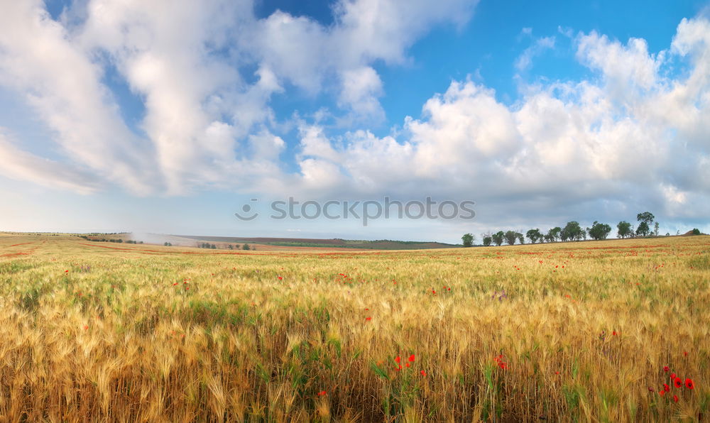 Similar – Feld&Wald Gerste Korn