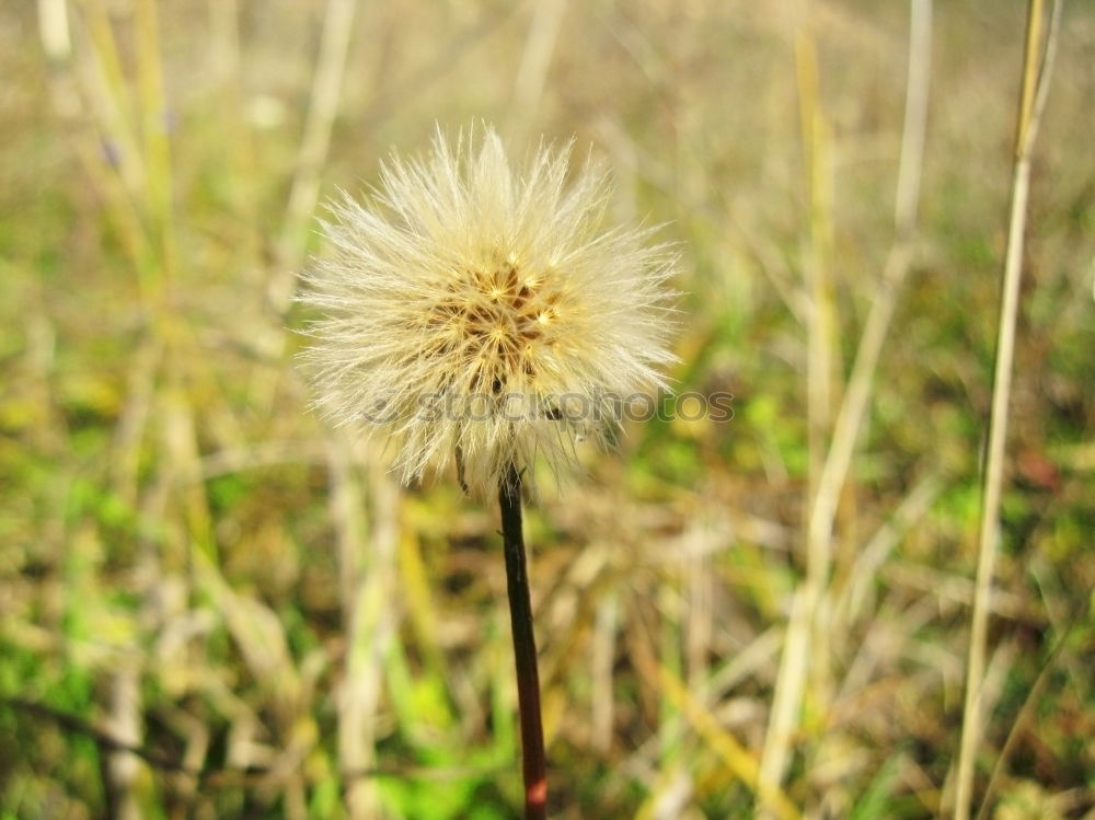 Similar – pusteblume Löwenzahn Blume