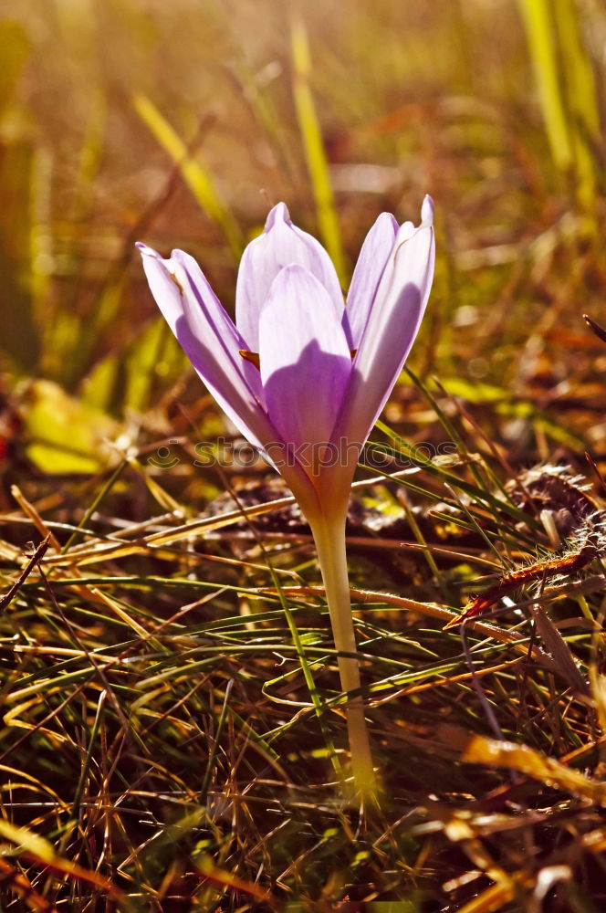 spring Nature Plant Spring