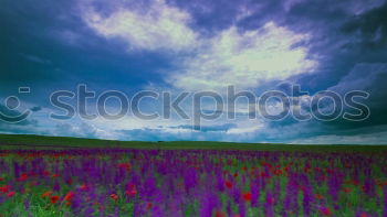 Similar – Image, Stock Photo two Environment Nature