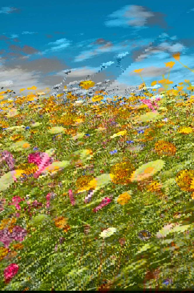 Similar – Image, Stock Photo flower meadow in summer with many different flowers and grasses