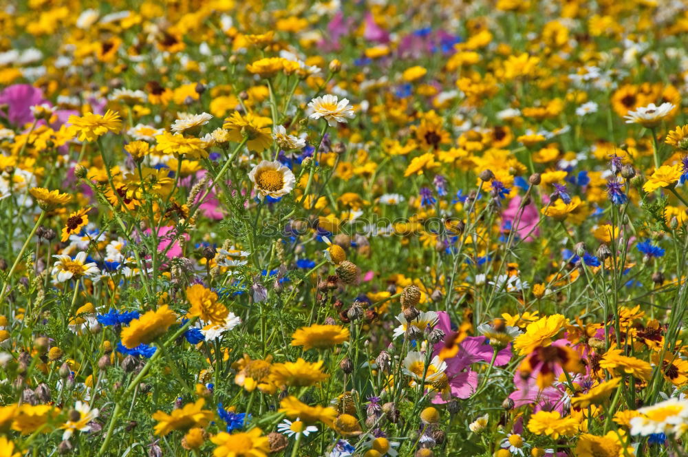 Similar – Image, Stock Photo Flowering Heath Heathland