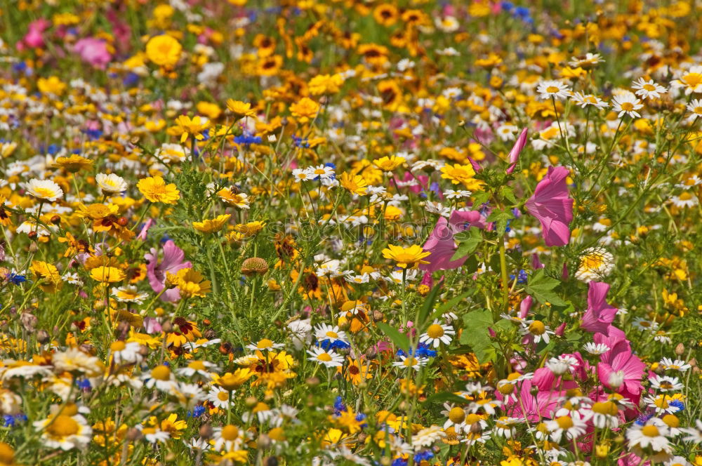 Similar – Image, Stock Photo Flowering Heath Heathland