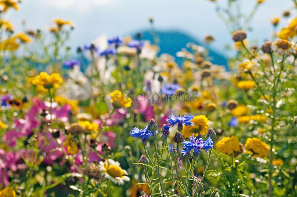 Similar – Image, Stock Photo Somewhere in the Allgäu (5).